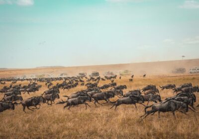 Exploring East Africa in 10 Days: Complete Travel Itinerary